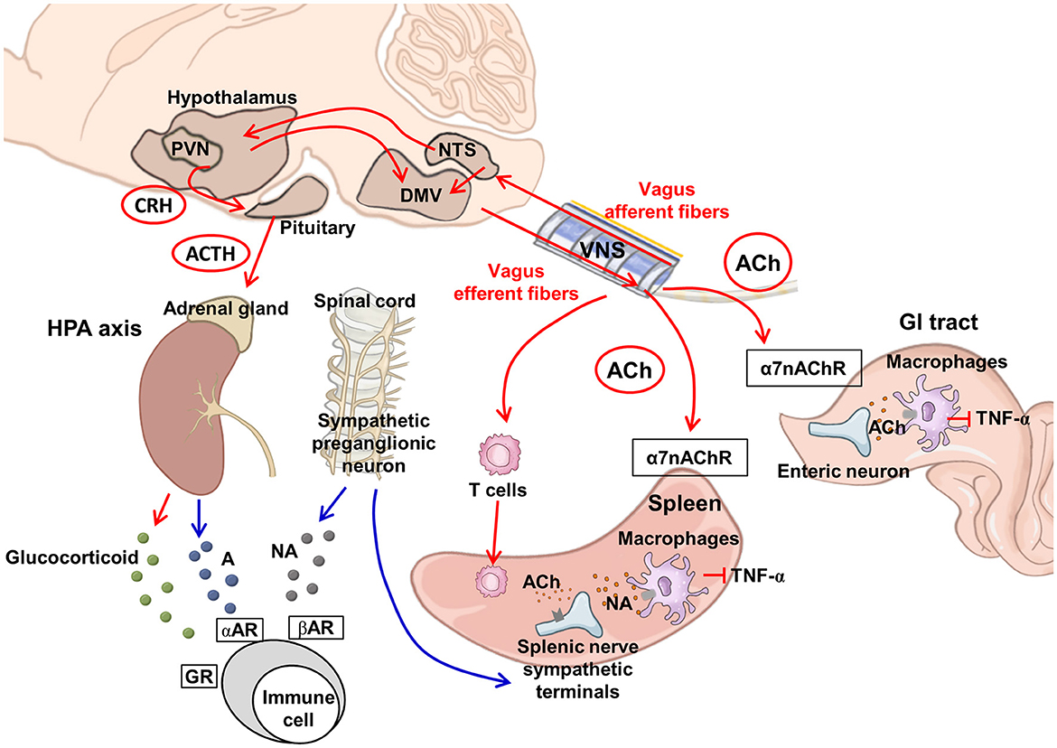 Everything You Need to Know About the Vagus Nerve - Living Life