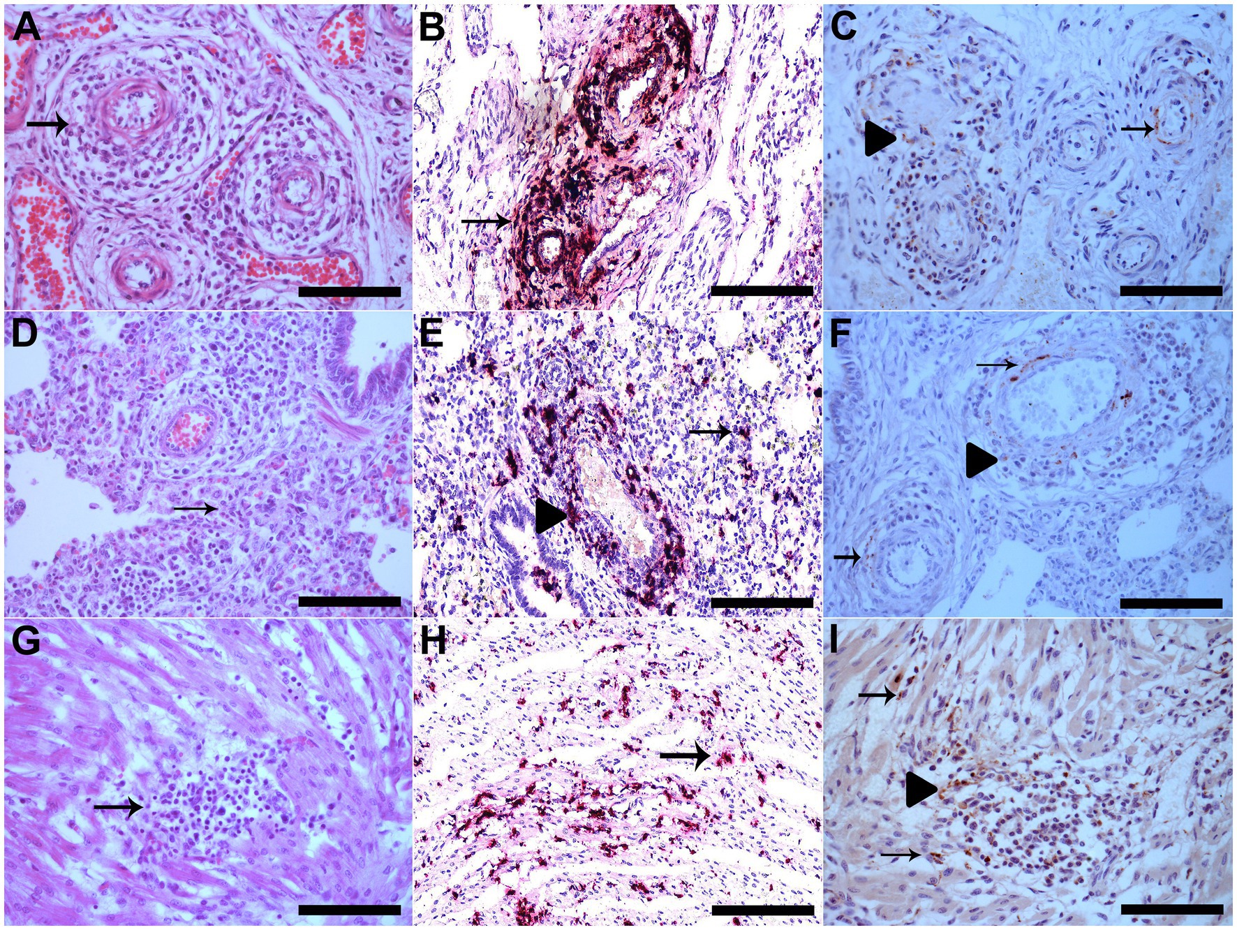 Frontiers  Porcine circovirus type 3: immunohistochemical detection in  lesions of naturally affected piglets