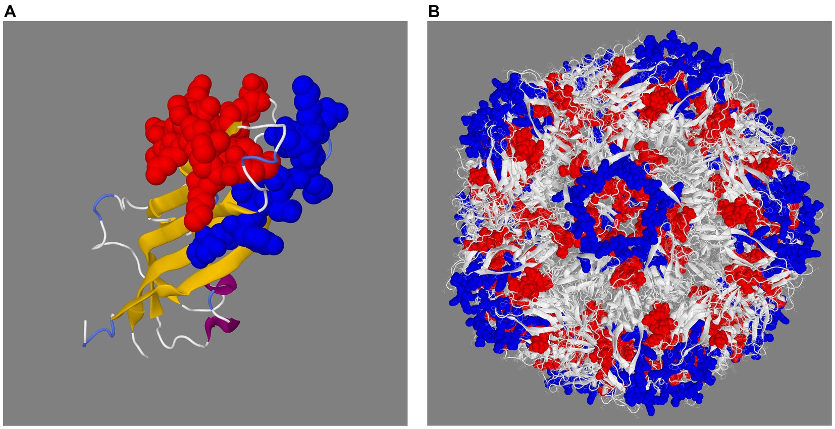 Frontiers Porcine circovirus type 3 immunohistochemical detection in