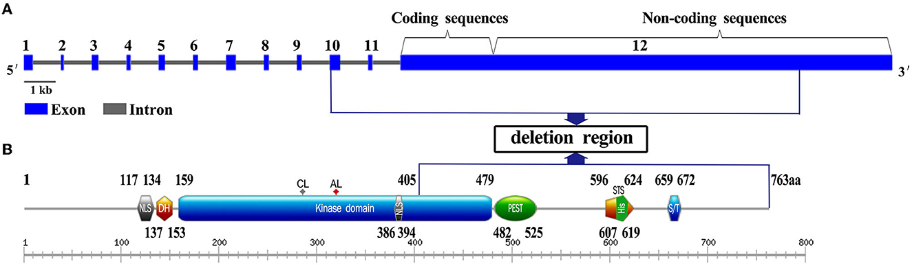 Cureus, Whole-Exome Sequencing Identified a Novel DYRK1A Variant in a  Patient With Intellectual Developmental Disorder, Autosomal Dominant 7