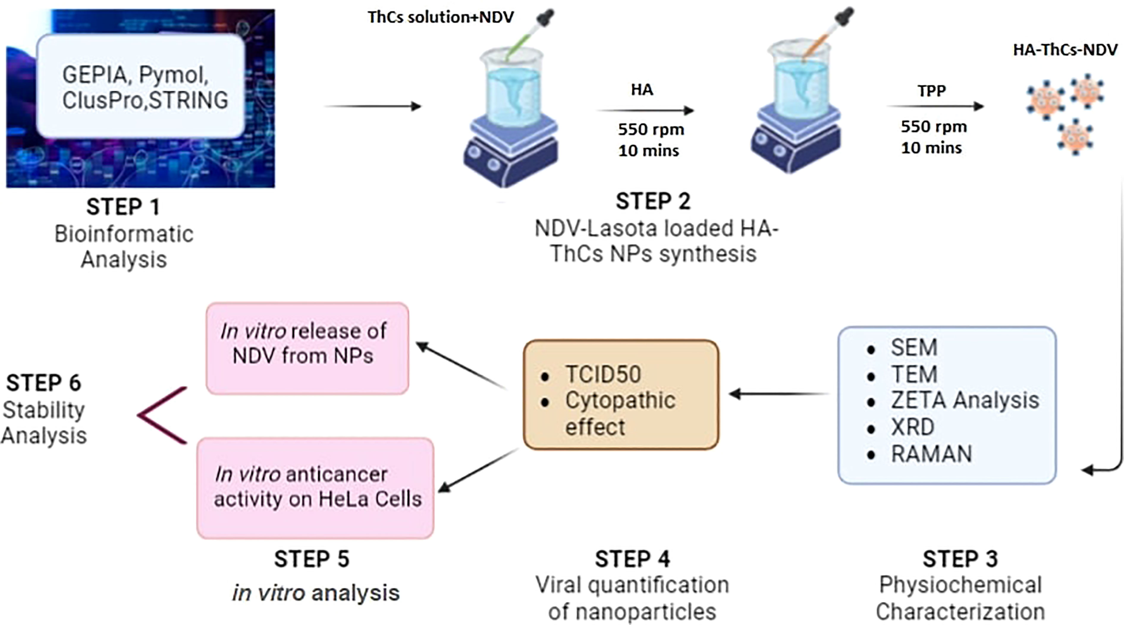 Frontiers | CD44 targeted delivery of oncolytic Newcastle disease virus ...