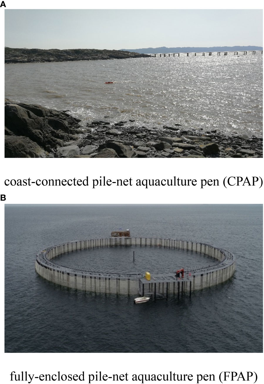 Frontiers  Numerical and experimental investigations of hydrodynamics of a  fully-enclosed pile-net aquaculture pen in regular waves