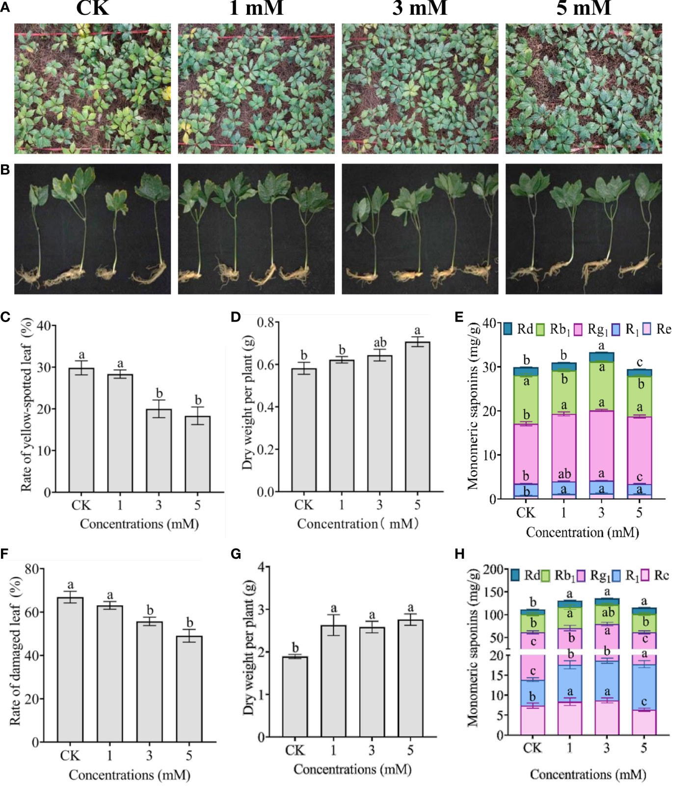 Frontiers | Exogenous leucine alleviates heat stress and