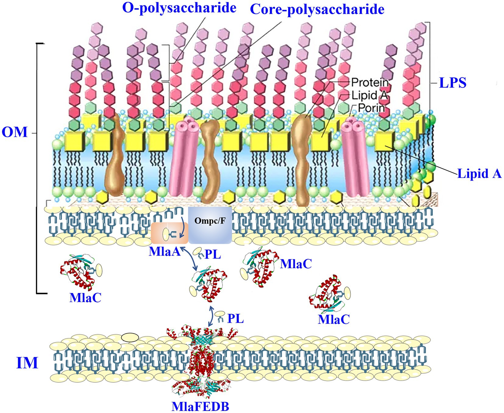 Hemmelighed farligt Frem Frontiers | Salmonella antimicrobials inherited and the non-inherited  resistance: mechanisms and alternative therapeutic strategies