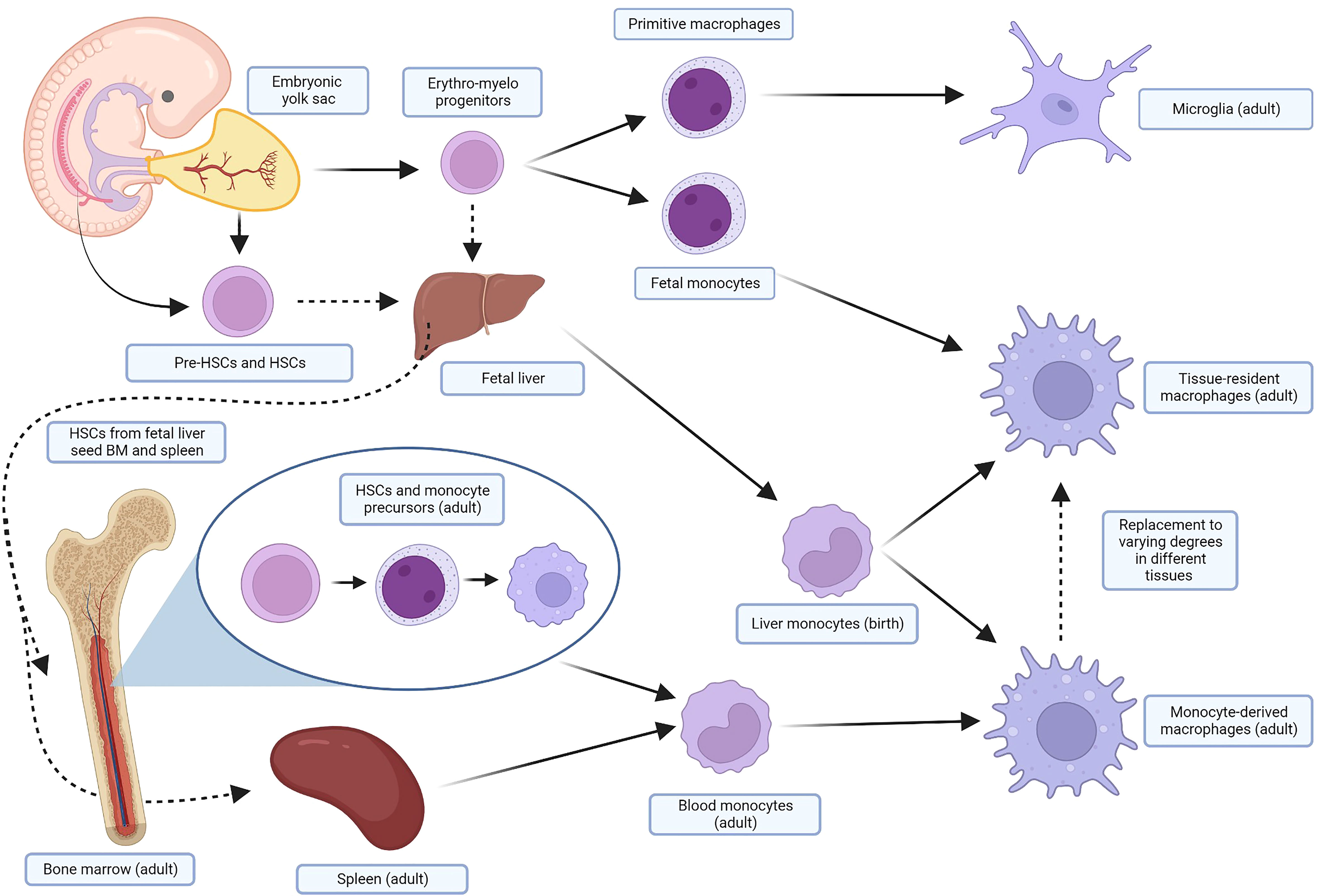Frontiers | Tumor-associated macrophages: Prognostic and 