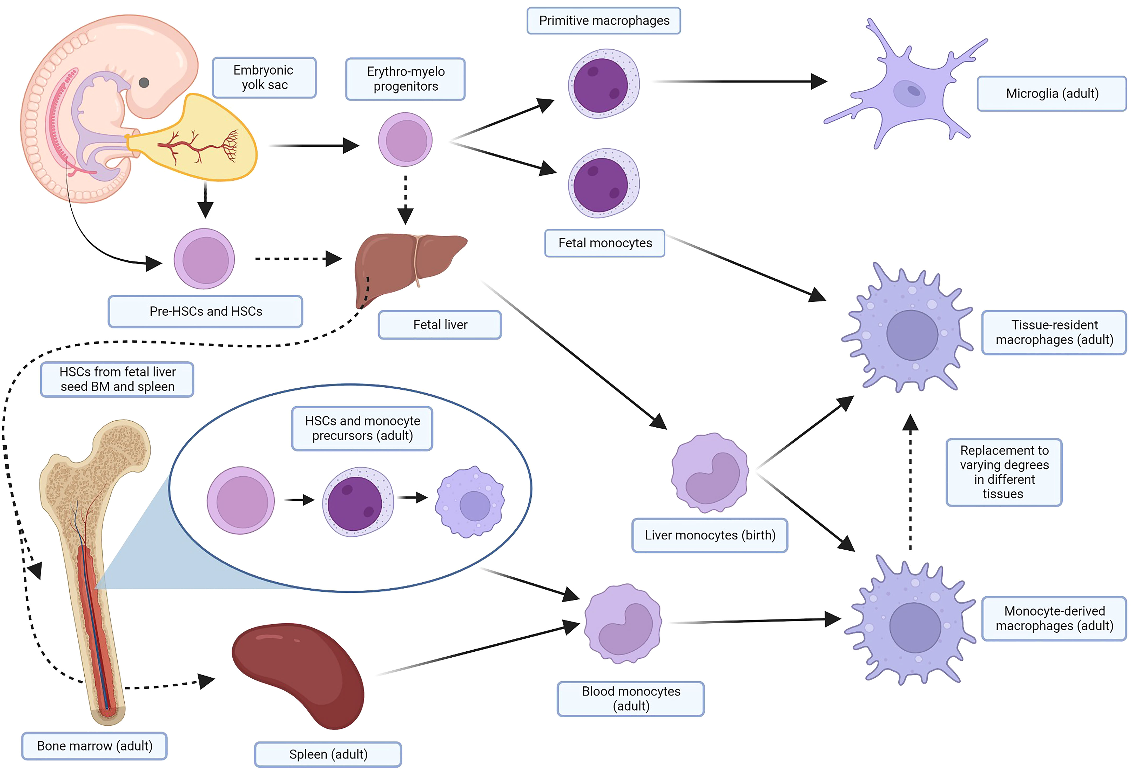 Frontiers  Splenic protection network revealed by transcriptome