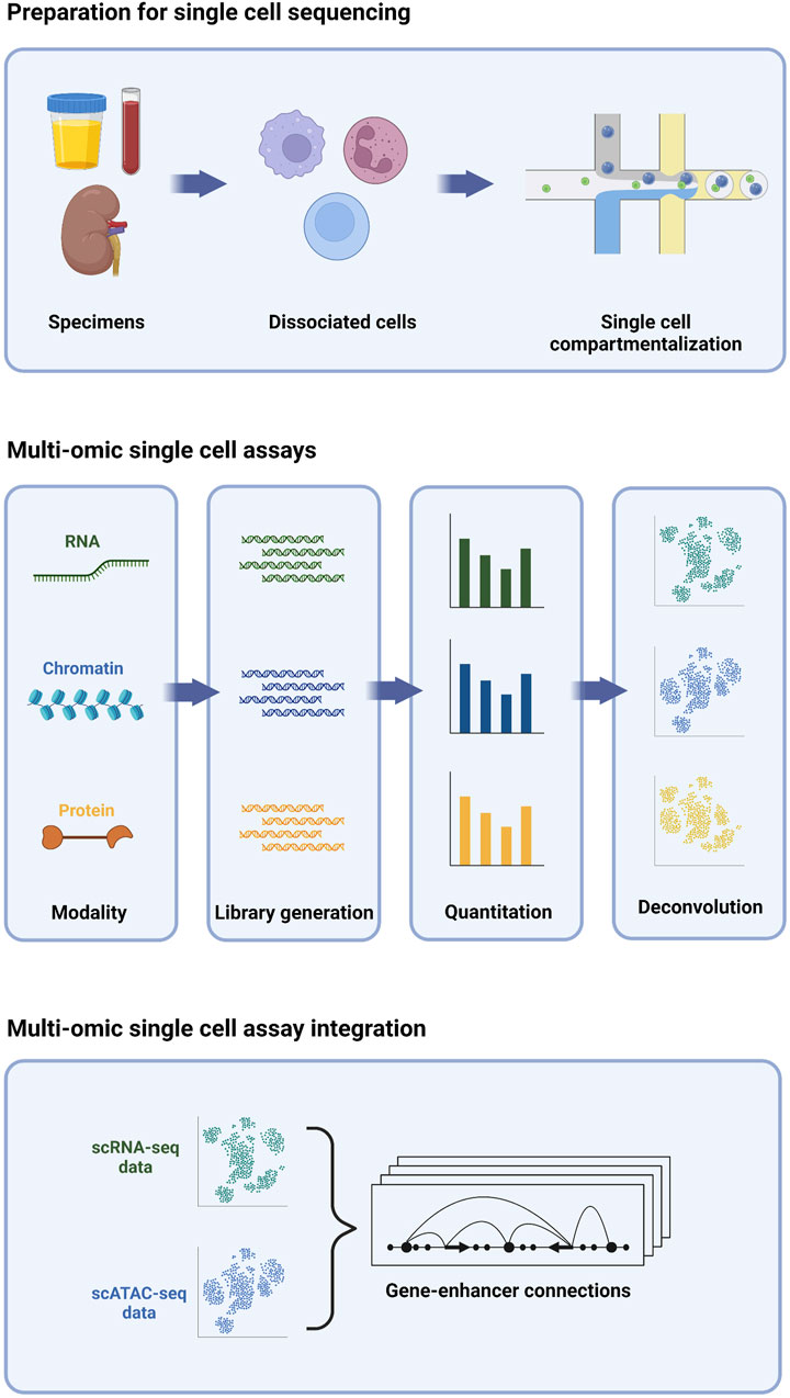 Single-nucleus RNA and ATAC sequencing reveals the impact of