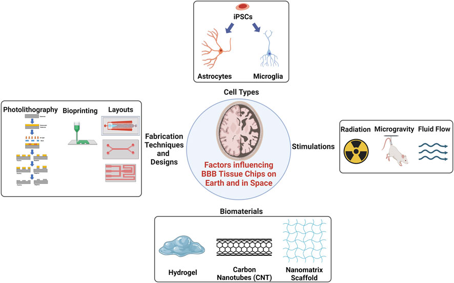 Biosensors Integration in Blood–Brain Barrier-on-a-Chip: Emerging Platform  for Monitoring Neurodegenerative Diseases