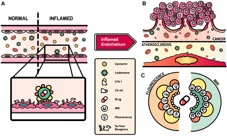 Conjugated Nanoparticles for Solid Tumor Theranostics: Unraveling