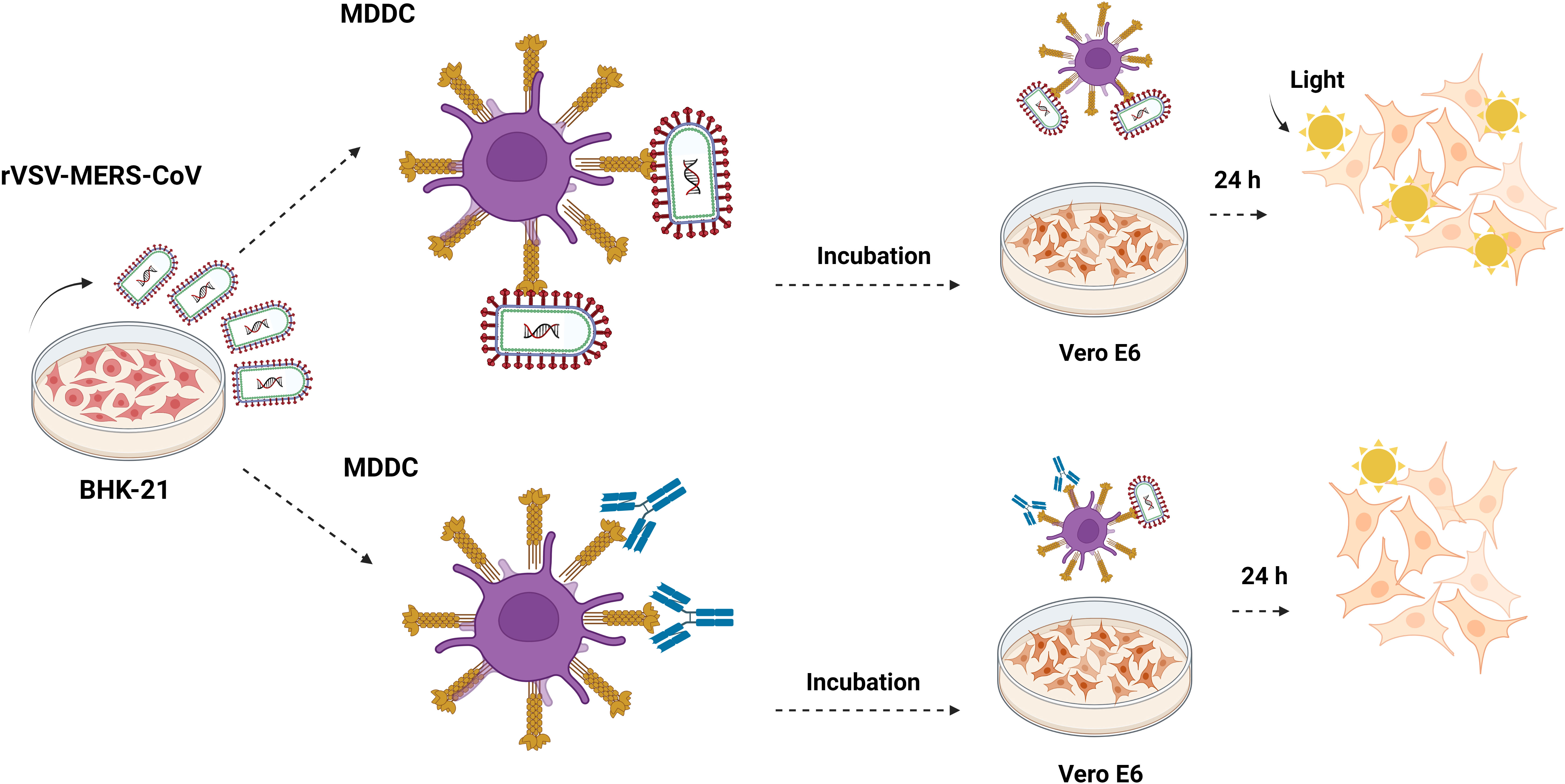 CD209L/L-SIGN and CD209/DC-SIGN Act as Receptors for SARS-CoV-2