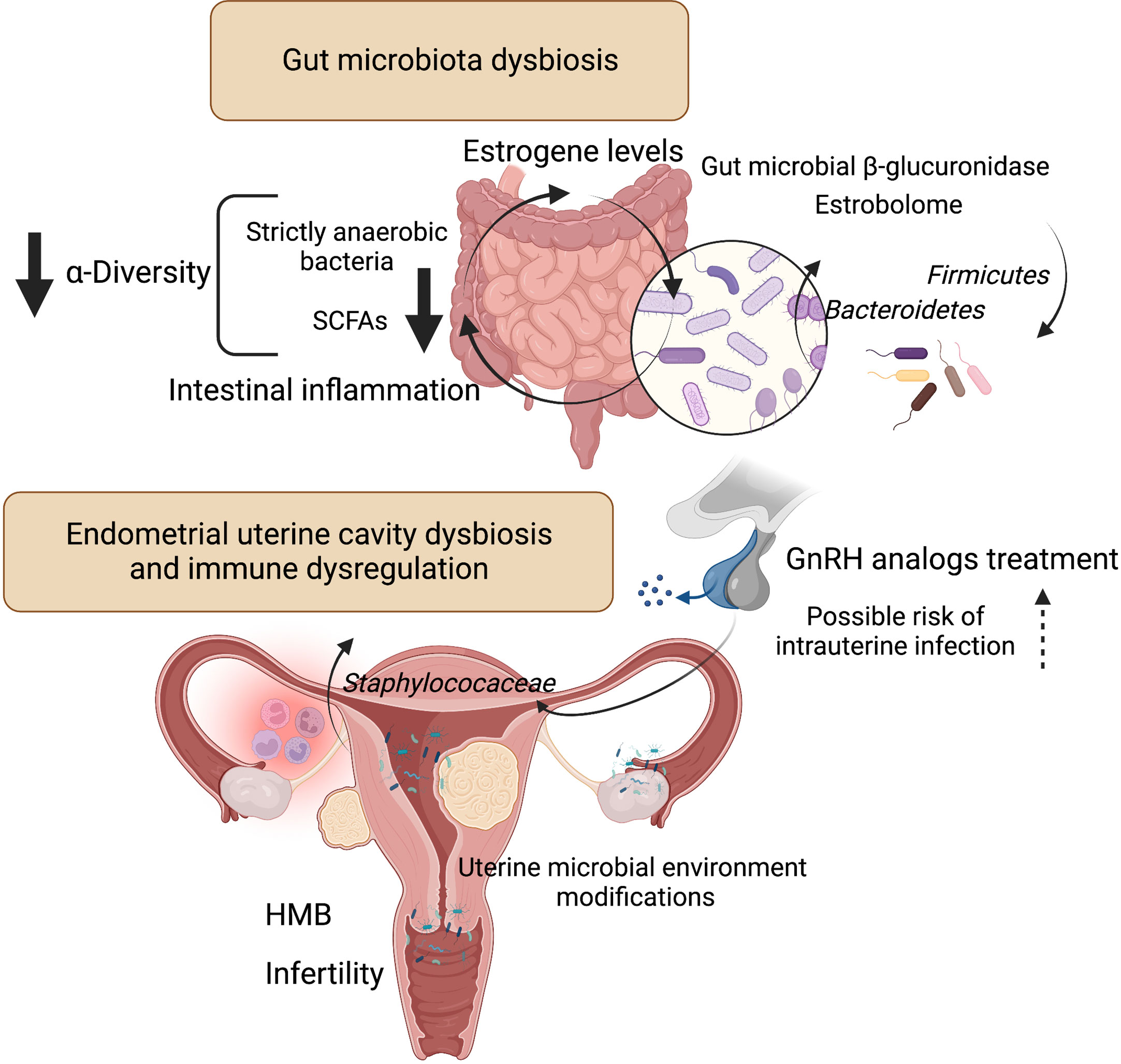 Frontiers  Endometriosis and Uterine Fibroids (Leiomyomata