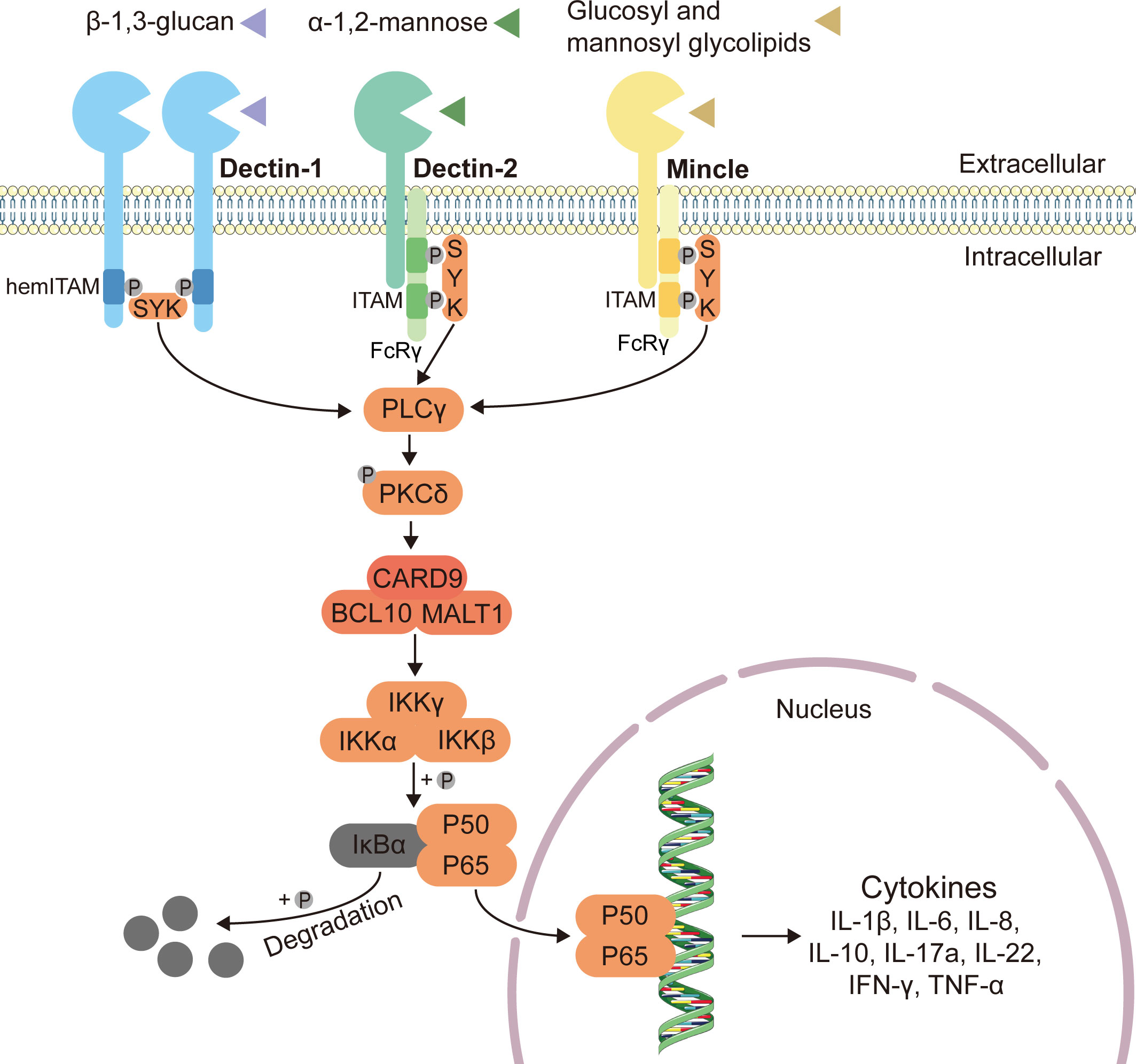 Systemic IgG repertoire as a biomarker for translocating gut