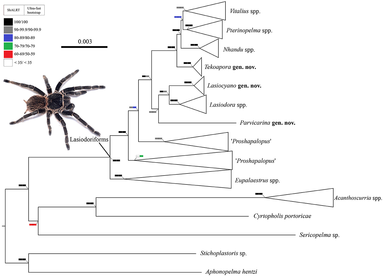 Velvet Spider Facts, Identifications, & Pictures in 2023