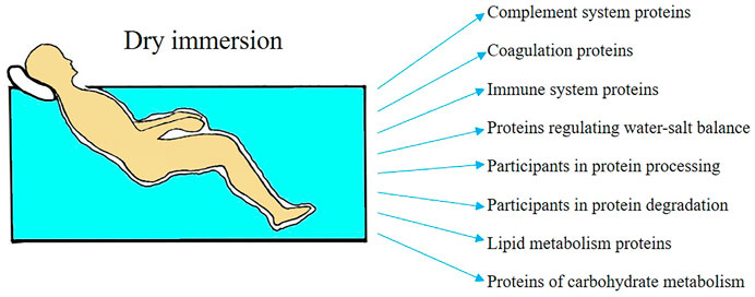 Effects of bedrest 4: renal, reproductive and immune systems