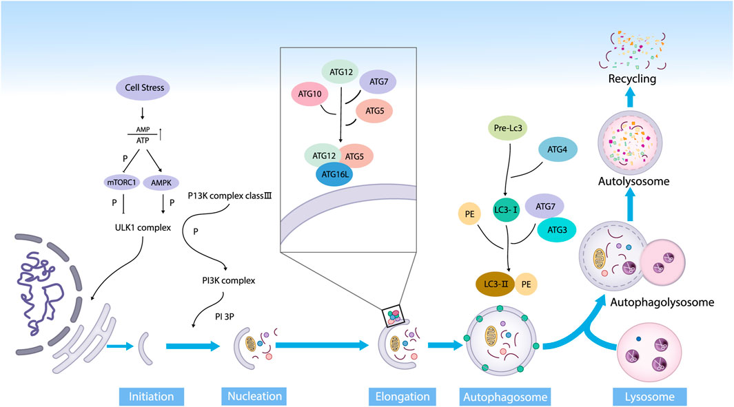 Frontiers | Regulatory mechanisms of autophagy-related ncRNAs in 