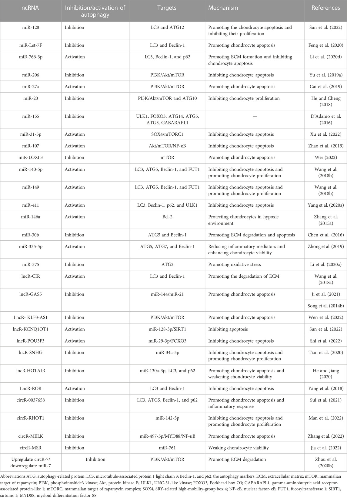 Frontiers | regulatory mechanisms of autophagy-related ncrnas in bone