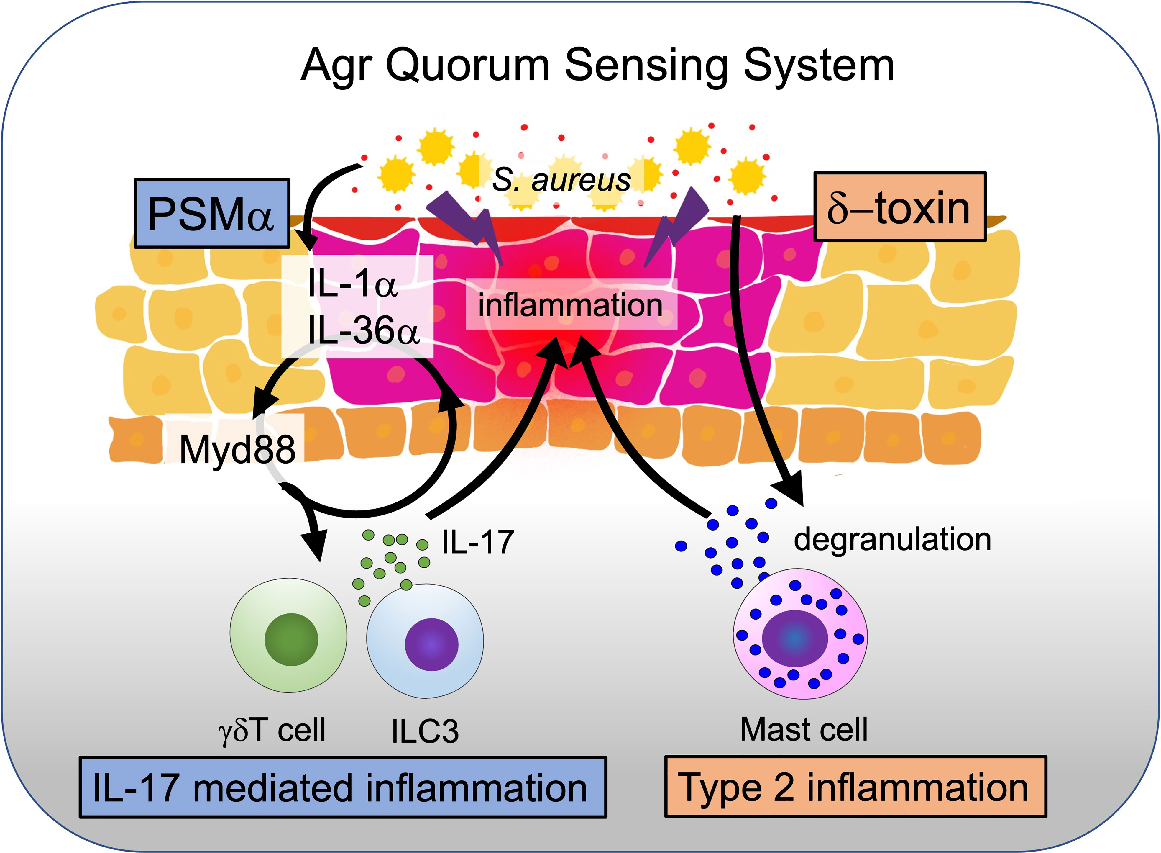 Frontiers  Cross-Talk between Staphylococcus aureus and Other  Staphylococcal Species via the agr Quorum Sensing System