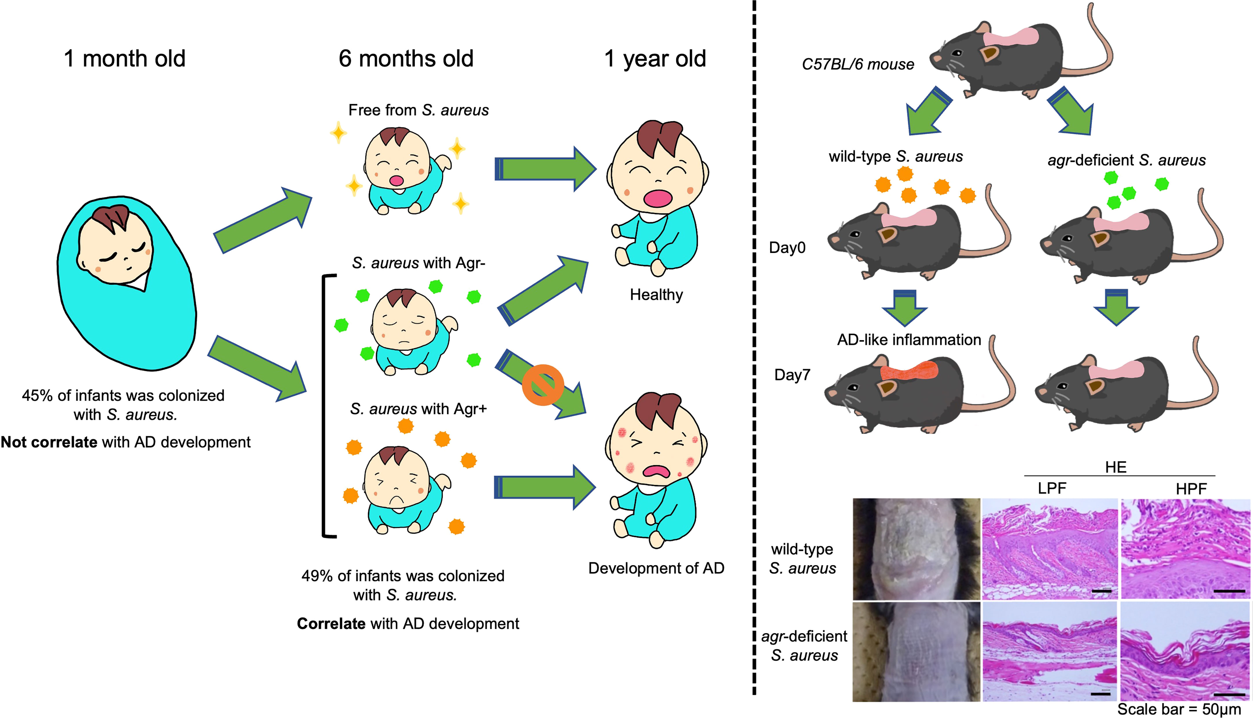 Frontiers  Cross-Talk between Staphylococcus aureus and Other  Staphylococcal Species via the agr Quorum Sensing System