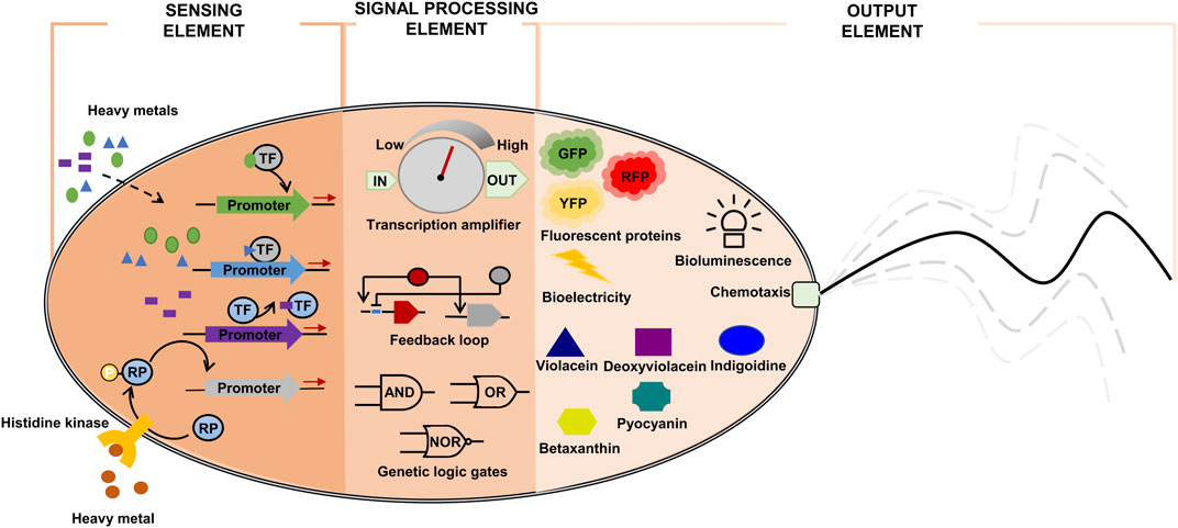 bioremediation of heavy metals by bacteria research paper