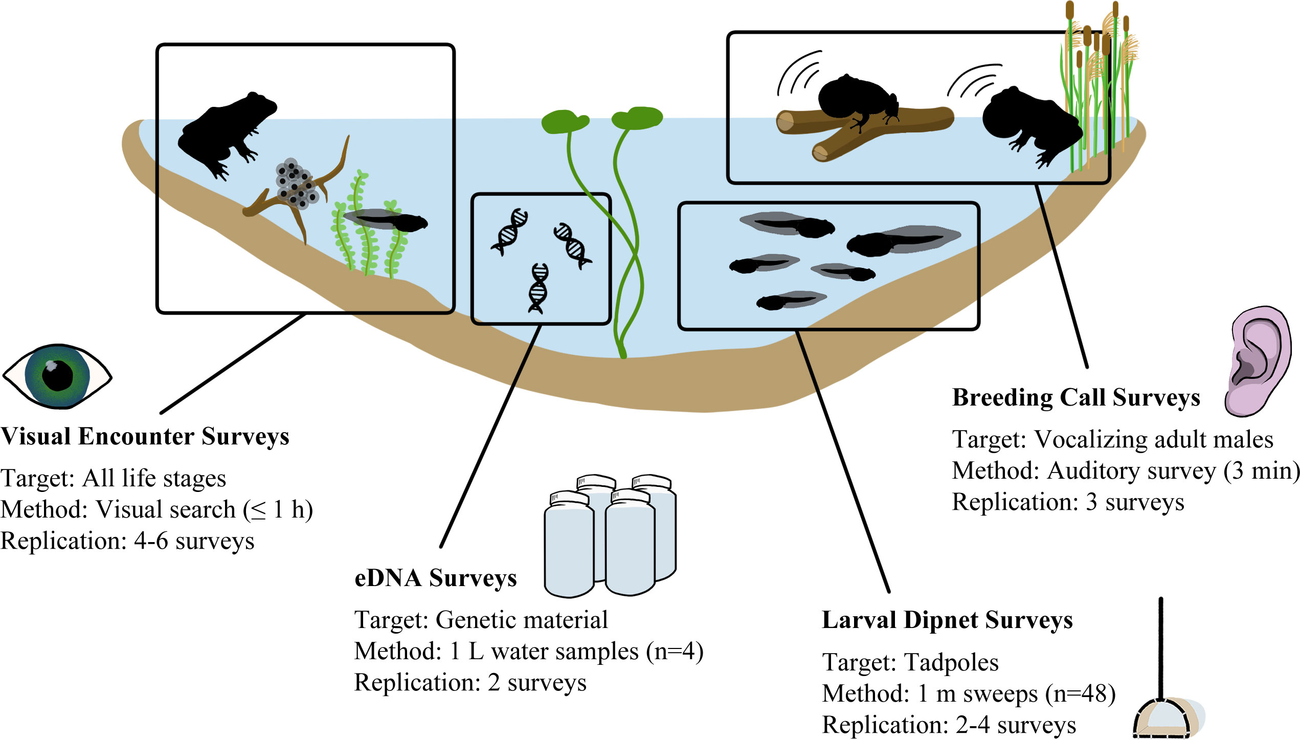 Discovering the diversity of tadpoles in the mid-north Brazil