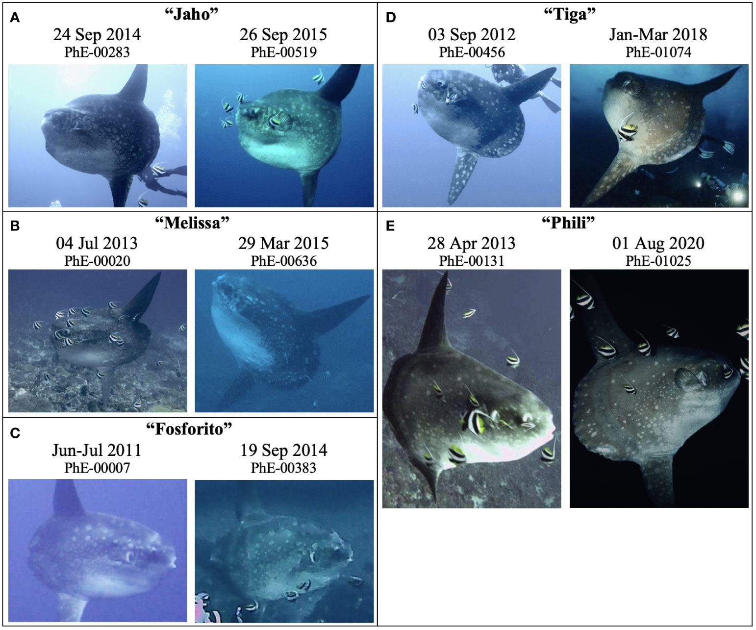 Frontiers  Rapid physiological colouration change is a challenge