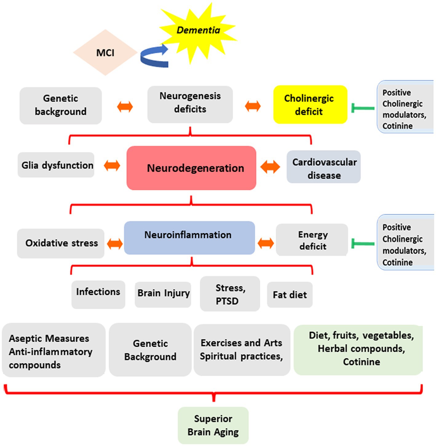 Personalized genetics of the cholinergic blockade of neuroinflammation -  Simchovitz - 2017 - Journal of Neurochemistry - Wiley Online Library