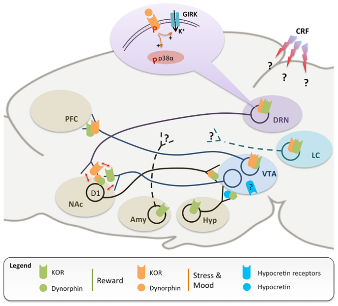 Helaas Nu ik heb dorst Frontiers | The Kappa Opioid Receptor: From Addiction to Depression, and  Back