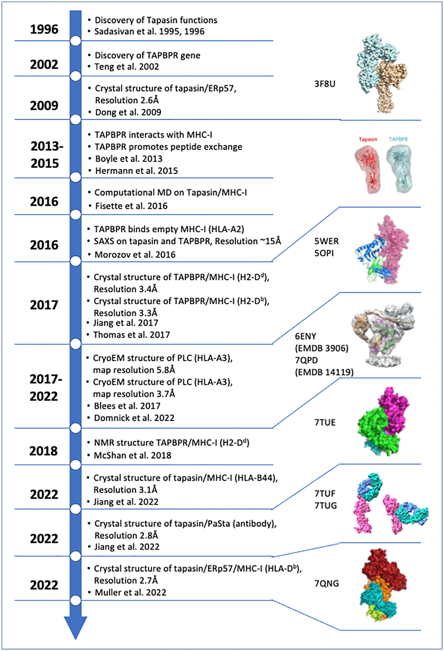 Dynamic interactome of the MHC I peptide loading complex in human