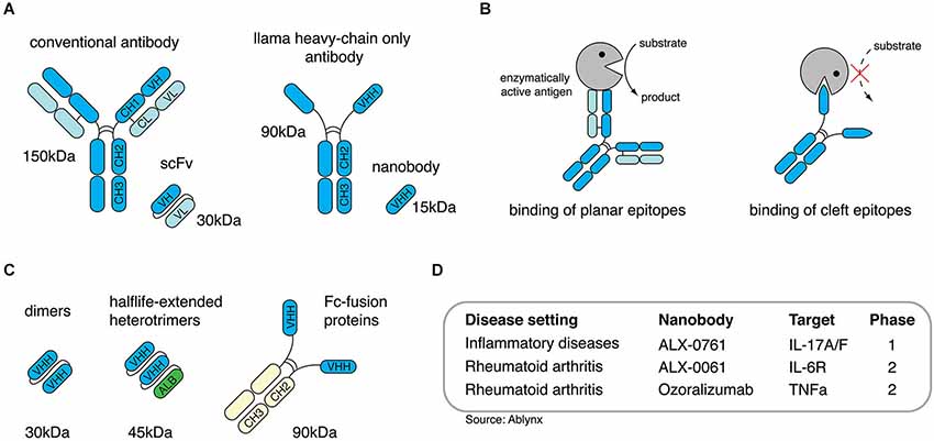 Домены антител. Antibody structure. VHH антитела. Single Chain antibody. Single-domain antibody.