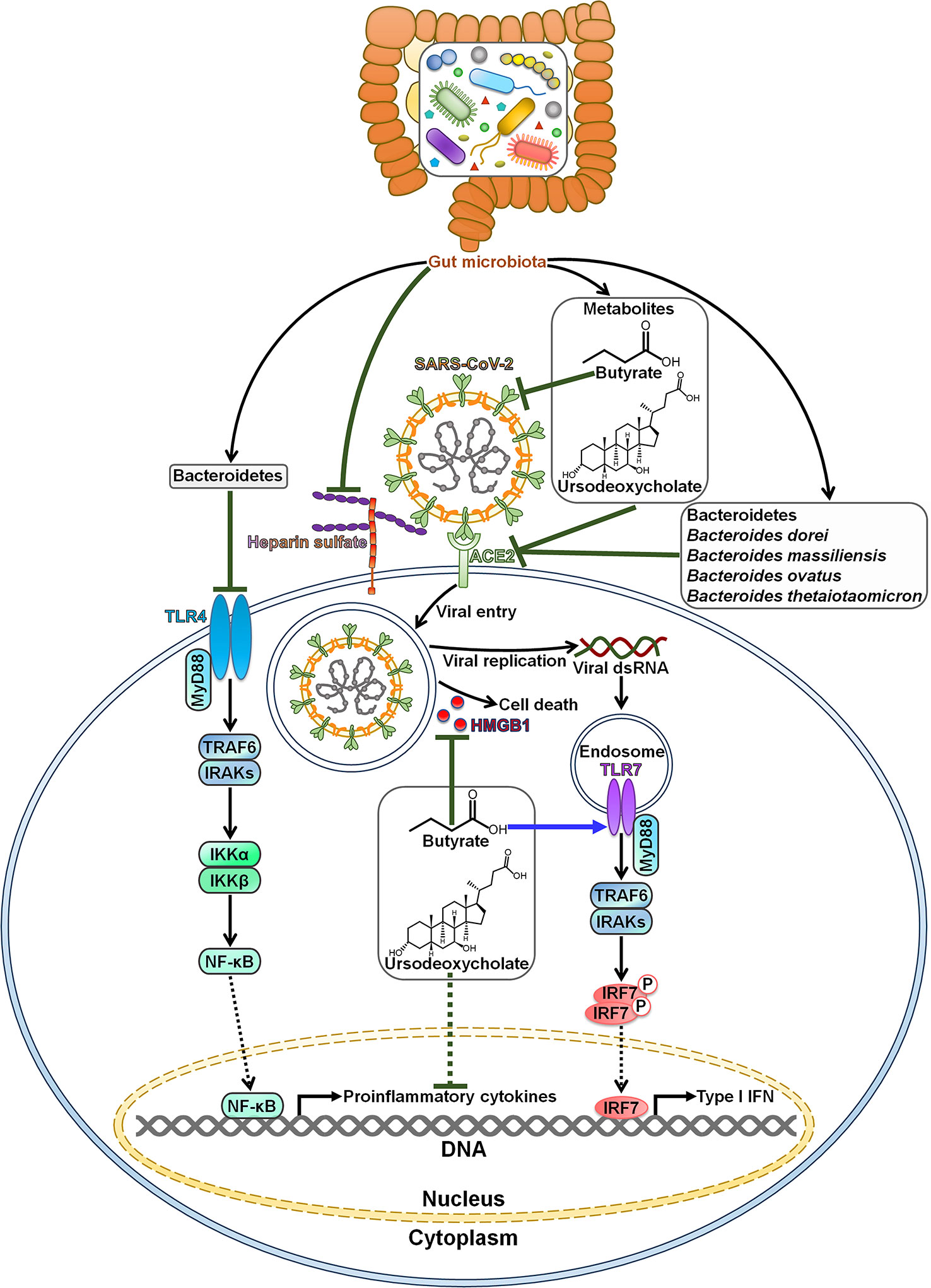 Frontiers  New Insights Into Microbiota Modulation-Based