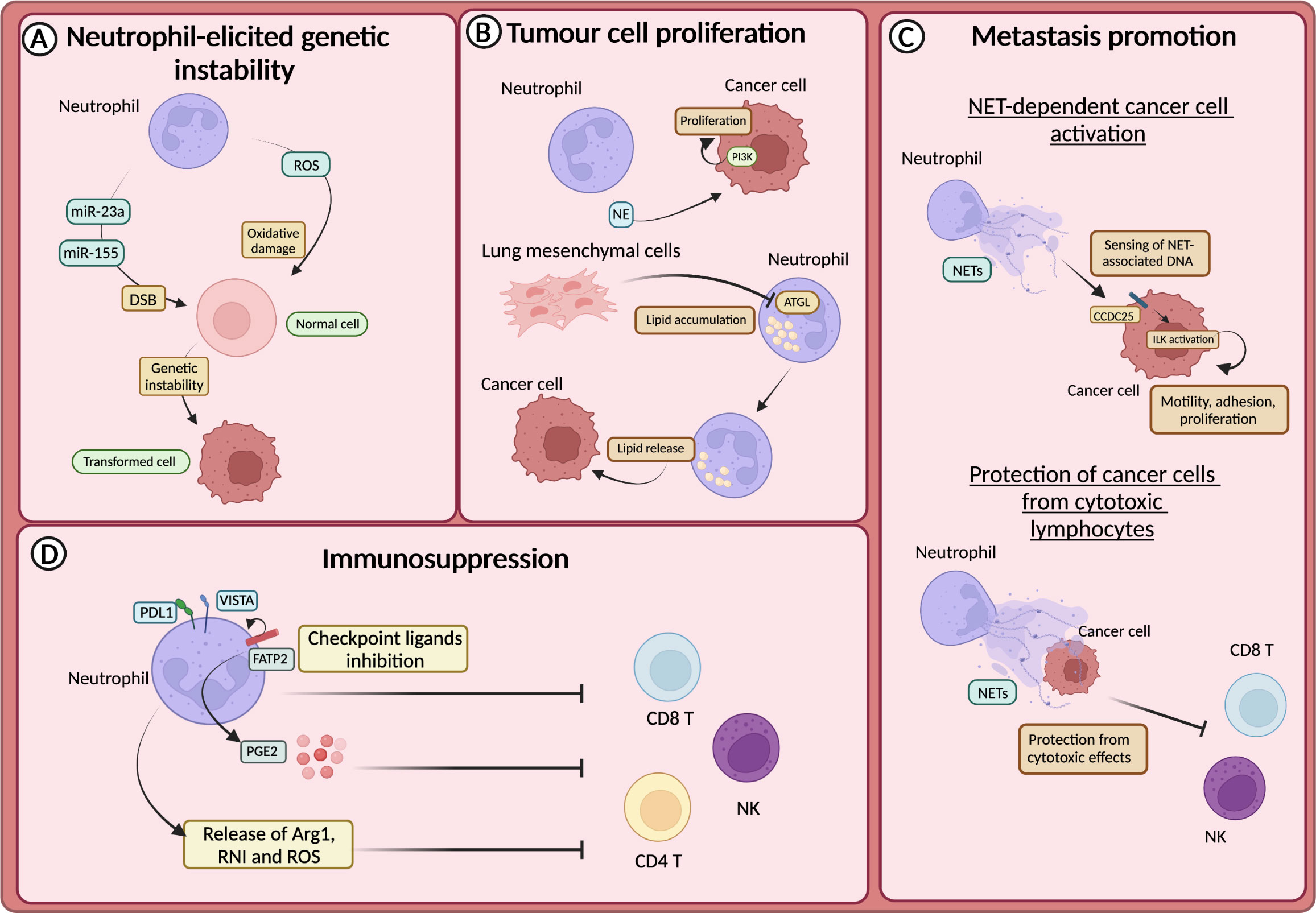 Frontiers Neutrophil diversity in inflammation and cancer