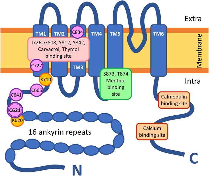 Frontiers  Transient Receptor Potential Vanilloid Subtype 1