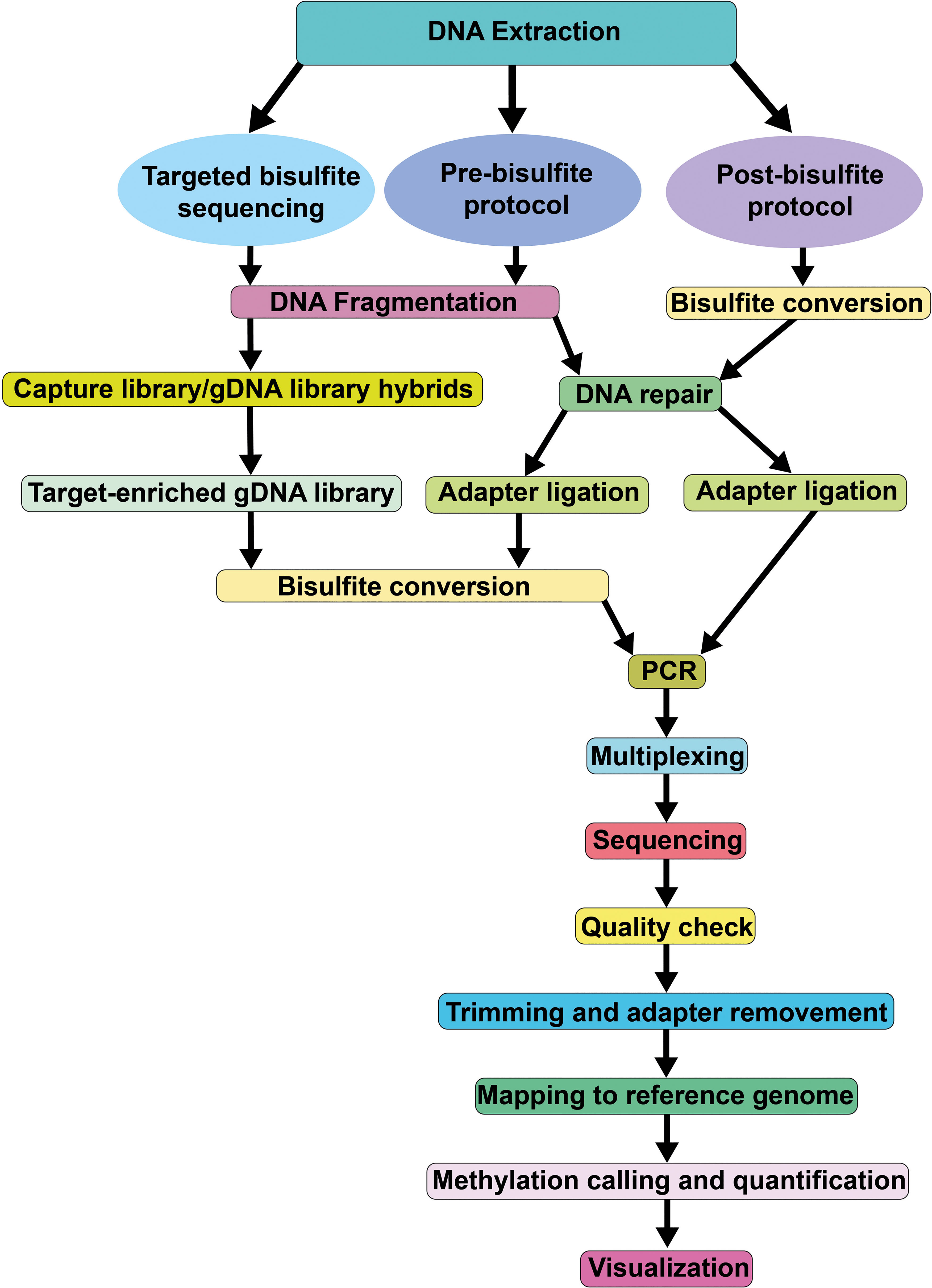 Frontiers Exploring the crop epigenome a comparison of DNA