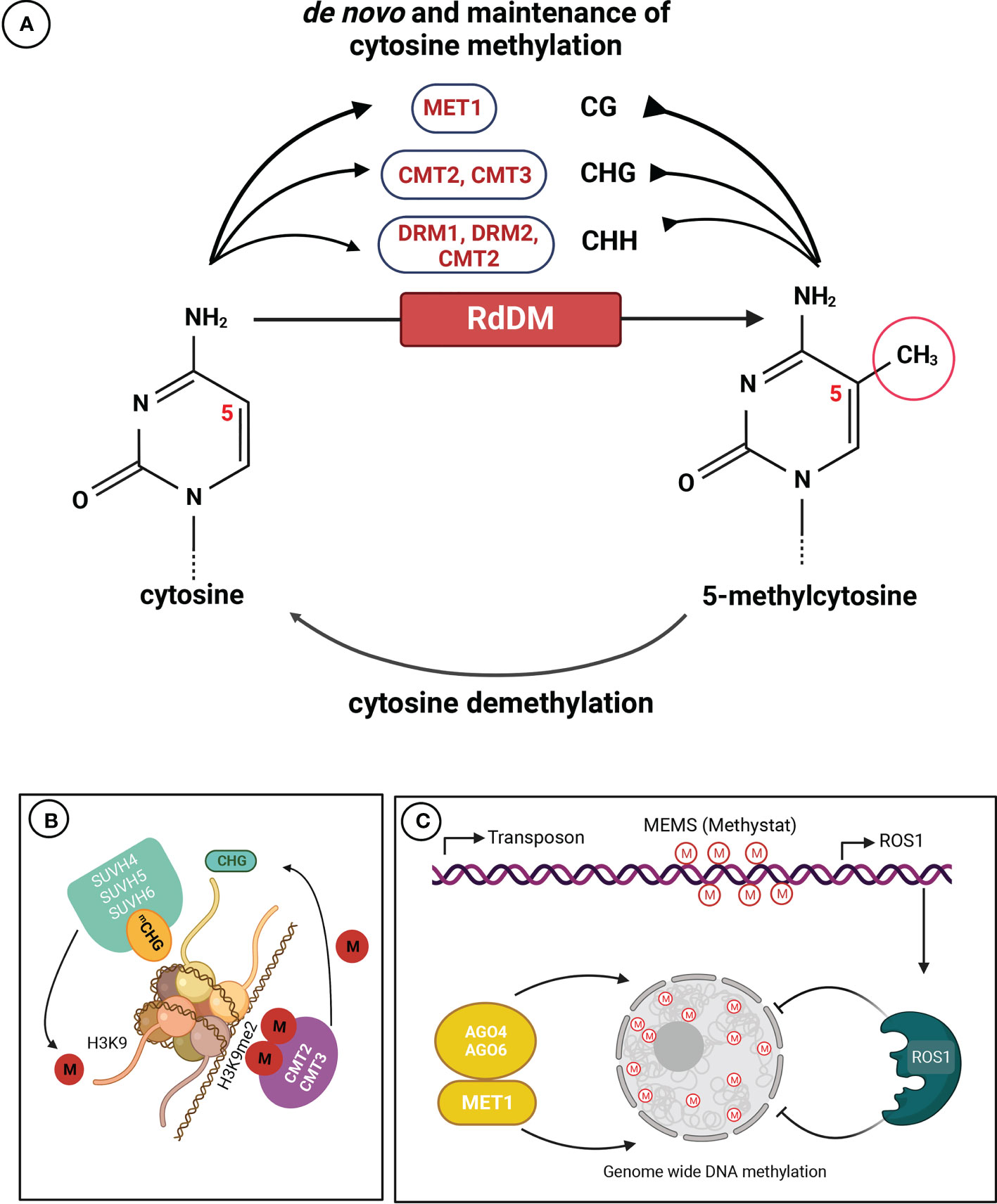 Frontiers  Exploring the crop epigenome: a comparison of DNA methylation  profiling techniques