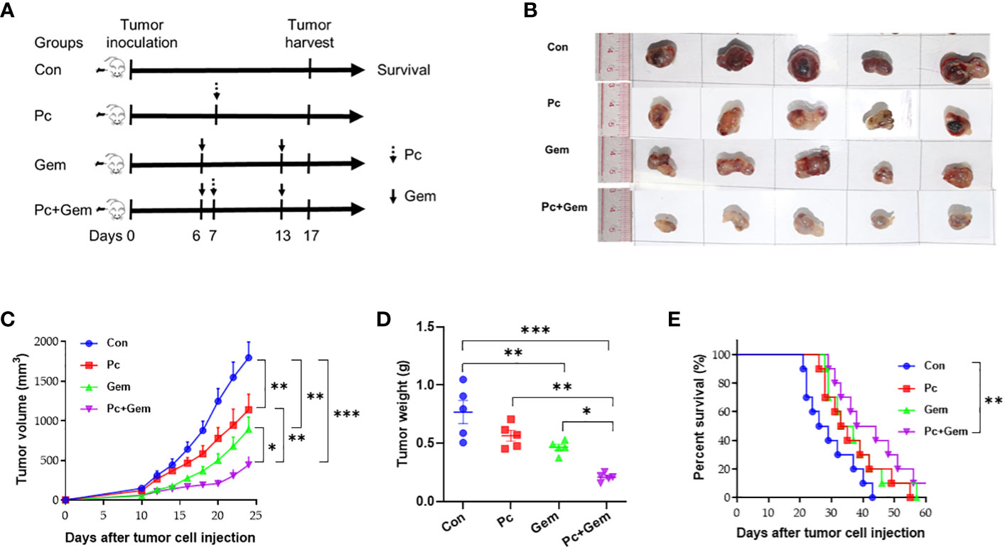 Frontiers | Plasmodium immunotherapy combined with gemcitabine has a ...