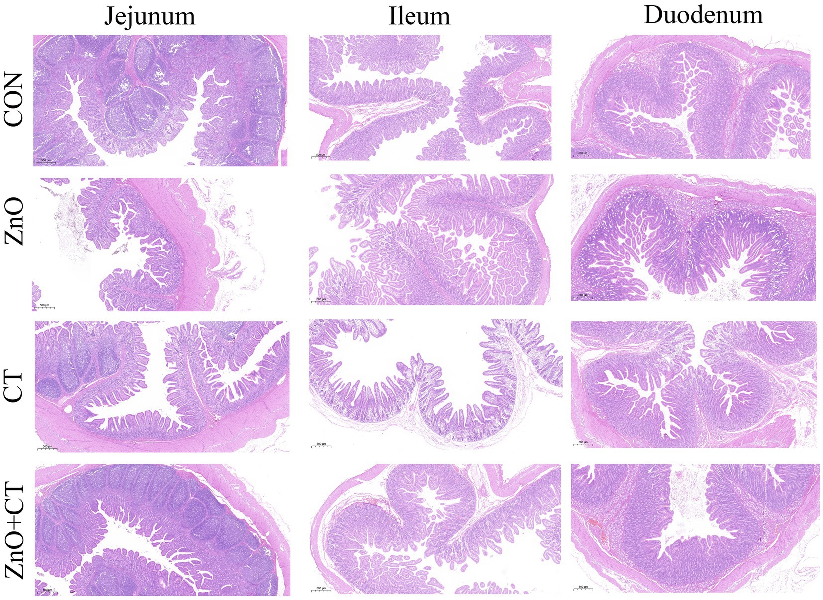 Frontiers Importance of Zinc Nanoparticles for the Intestinal Microbiome of Weaned Piglets