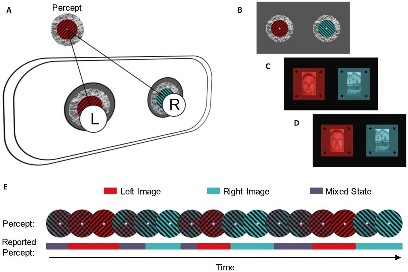 Frontiers Binocular rivalry in autistic and socially anxious adults