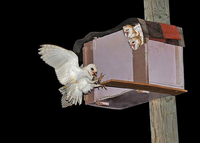 Figure 2 - A barn owl brings a vole to her chicks in a nesting box.