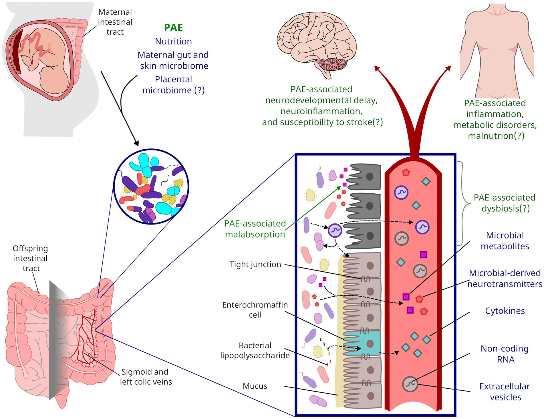 Frontiers Microbiota and nutrition as risk and resiliency factors following prenatal alcohol exposure pic