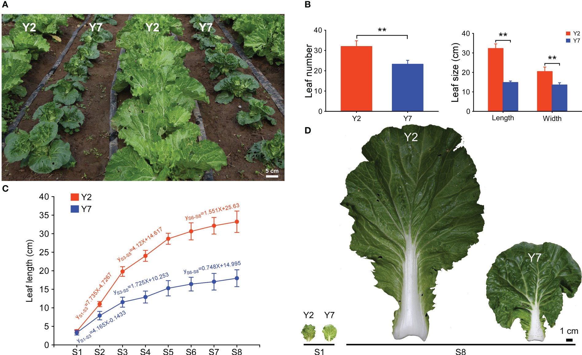 Genome-wide transcriptome analysis reveals molecular pathways involved in  leafy head formation of Chinese cabbage (Brassica rapa)