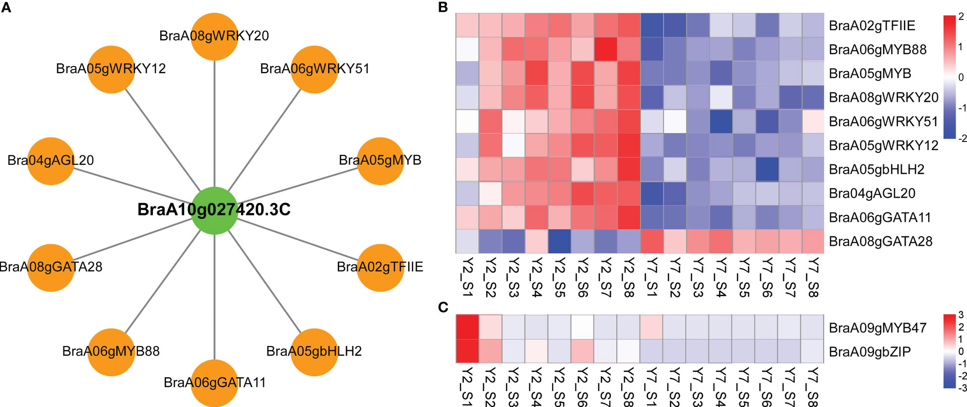 Genome-wide transcriptome analysis reveals molecular pathways involved in  leafy head formation of Chinese cabbage (Brassica rapa)