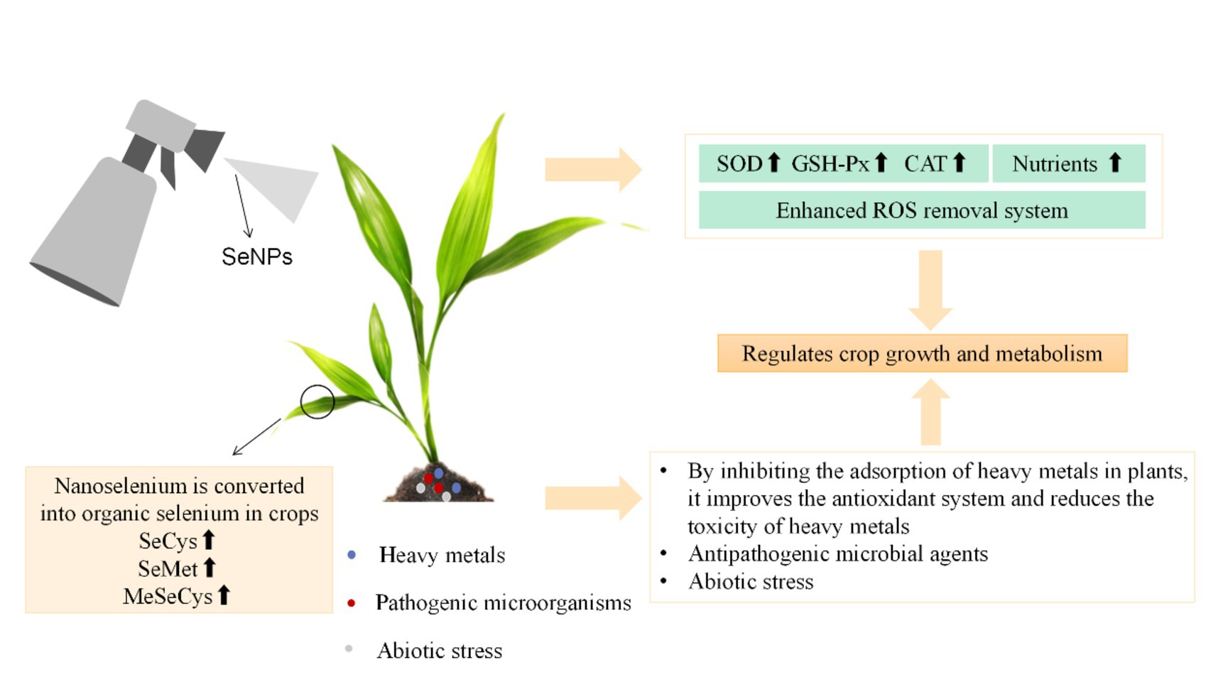 Full article: Biomedical Potential of Plant-Based Selenium Nanoparticles: A  Comprehensive Review on Therapeutic and Mechanistic Aspects