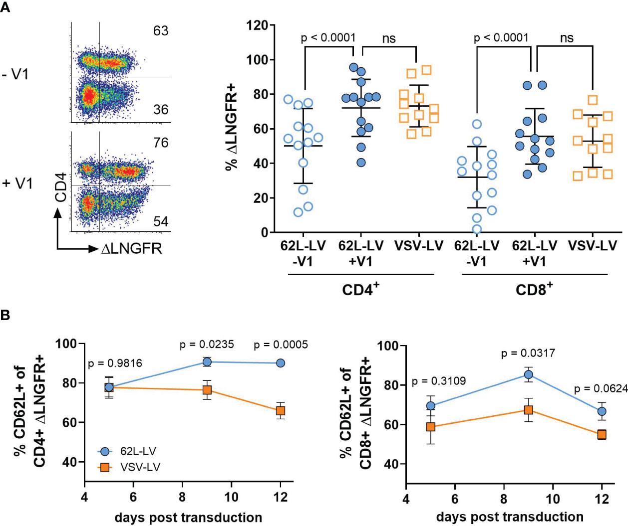 CD62L⁺ TPEX cells show enhanced potential for effector cell generation