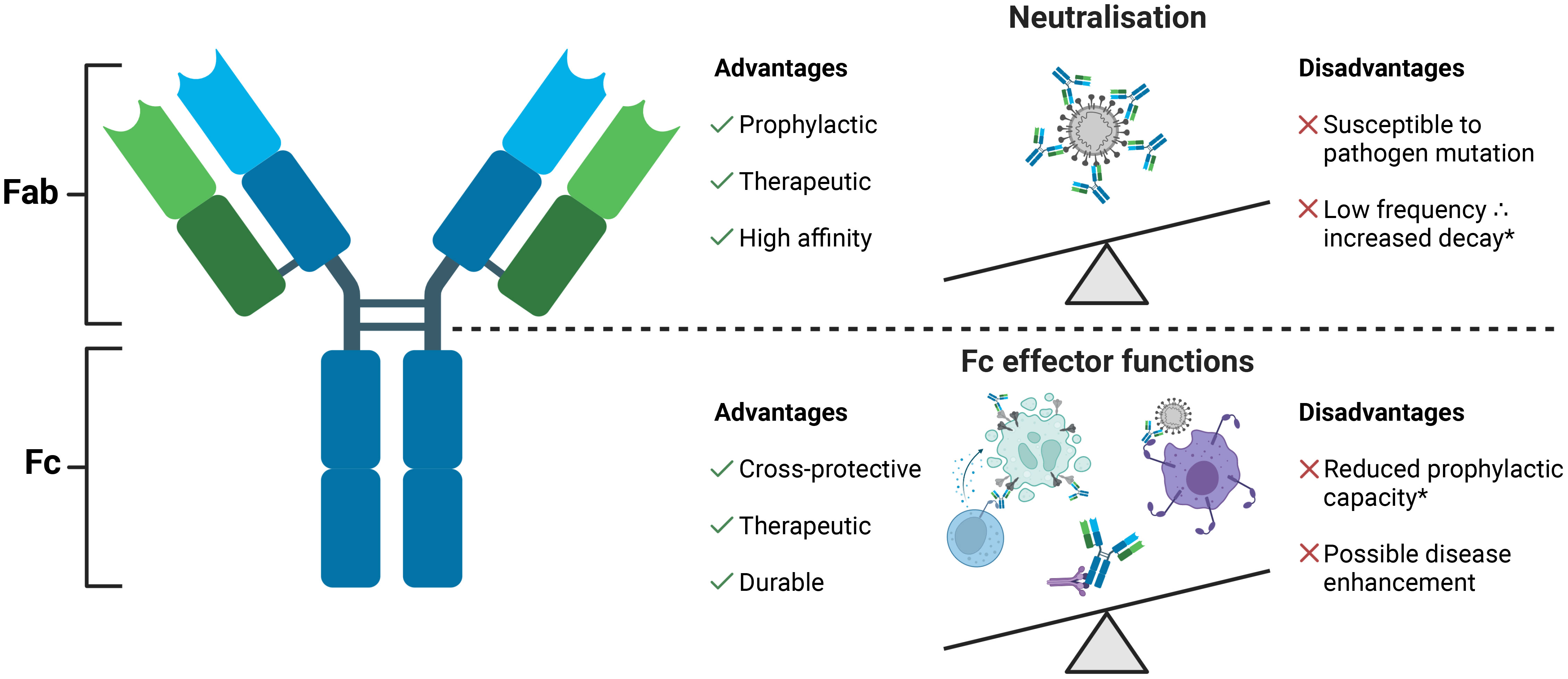 Frontiers  Polyfunctional antibodies: a path towards precision vaccines  for vulnerable populations