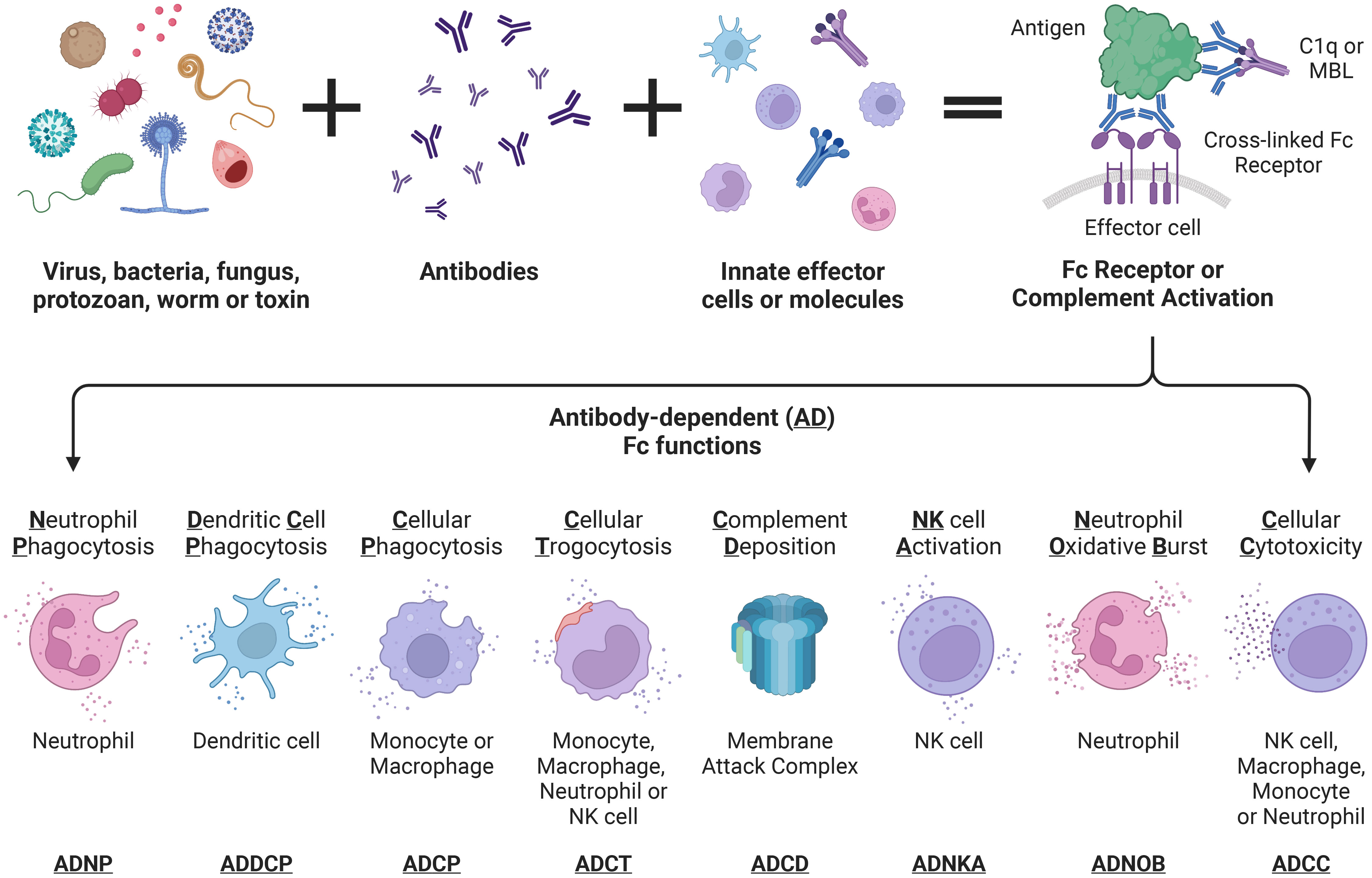 SARS-CoV-2 Beta and Delta variants trigger Fc effector function