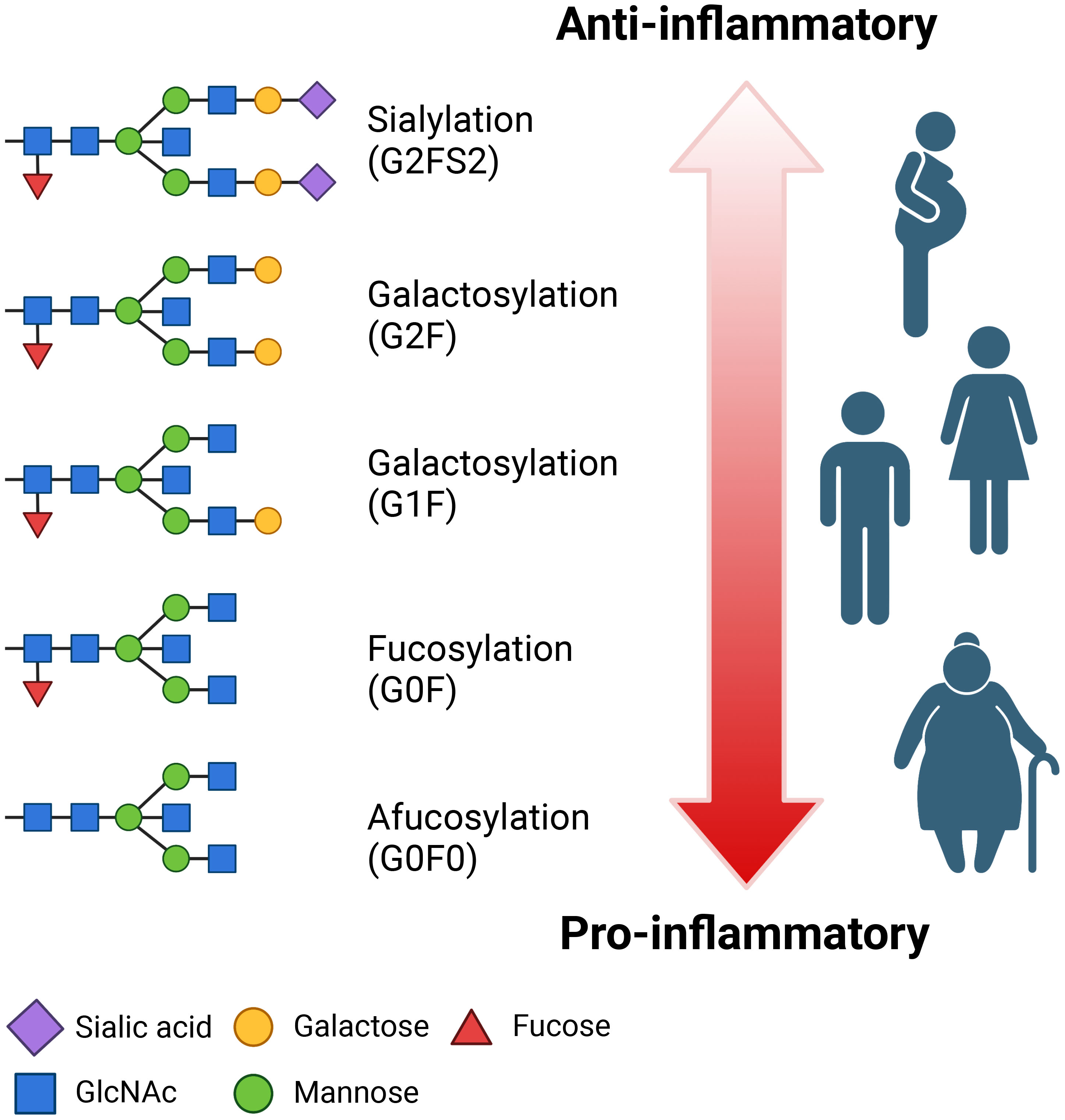 SARS-CoV-2 Beta and Delta variants trigger Fc effector function