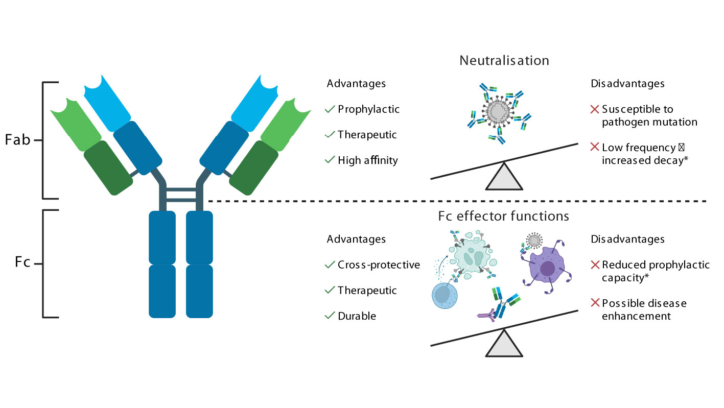 Frontiers Polyfunctional Antibodies A Path Towards Precision