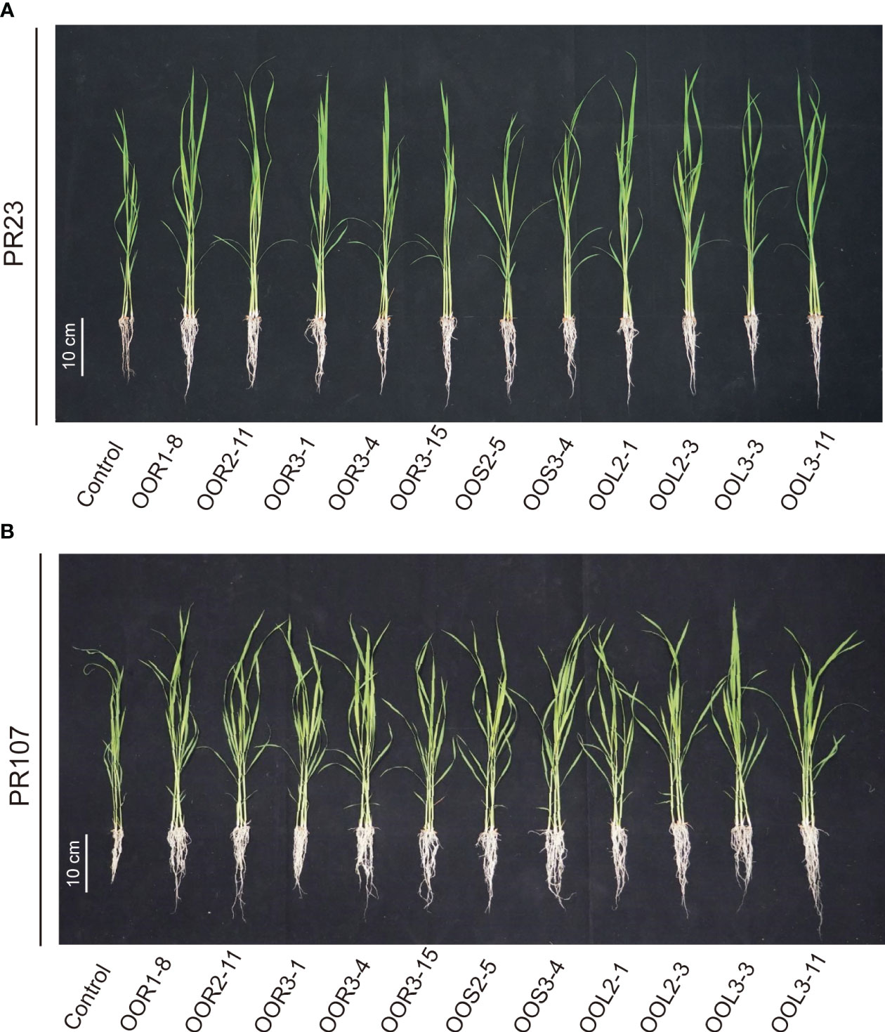 Characterization of hostplant innate immunity from Kharif-II rice cultivars  against rice leaf folder (Cnaphalocrocis medinalis Guen.) via in-situ  screening and physicochemical assays - ScienceDirect