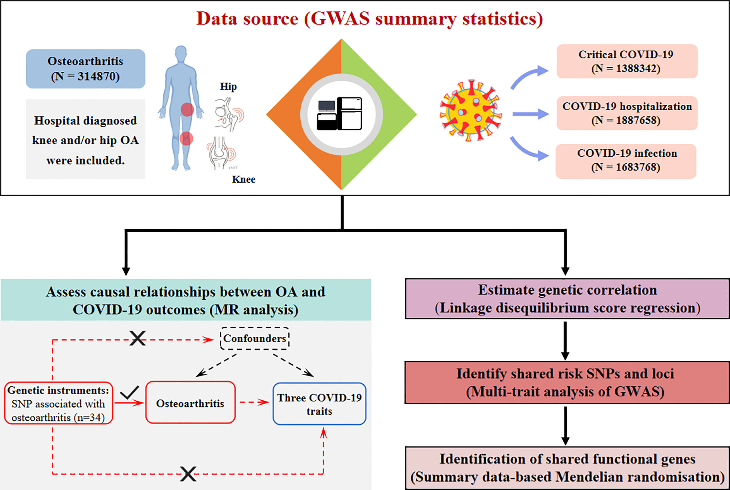 Frontiers A Shared Genetic Contribution To Osteoarthritis And COVID 