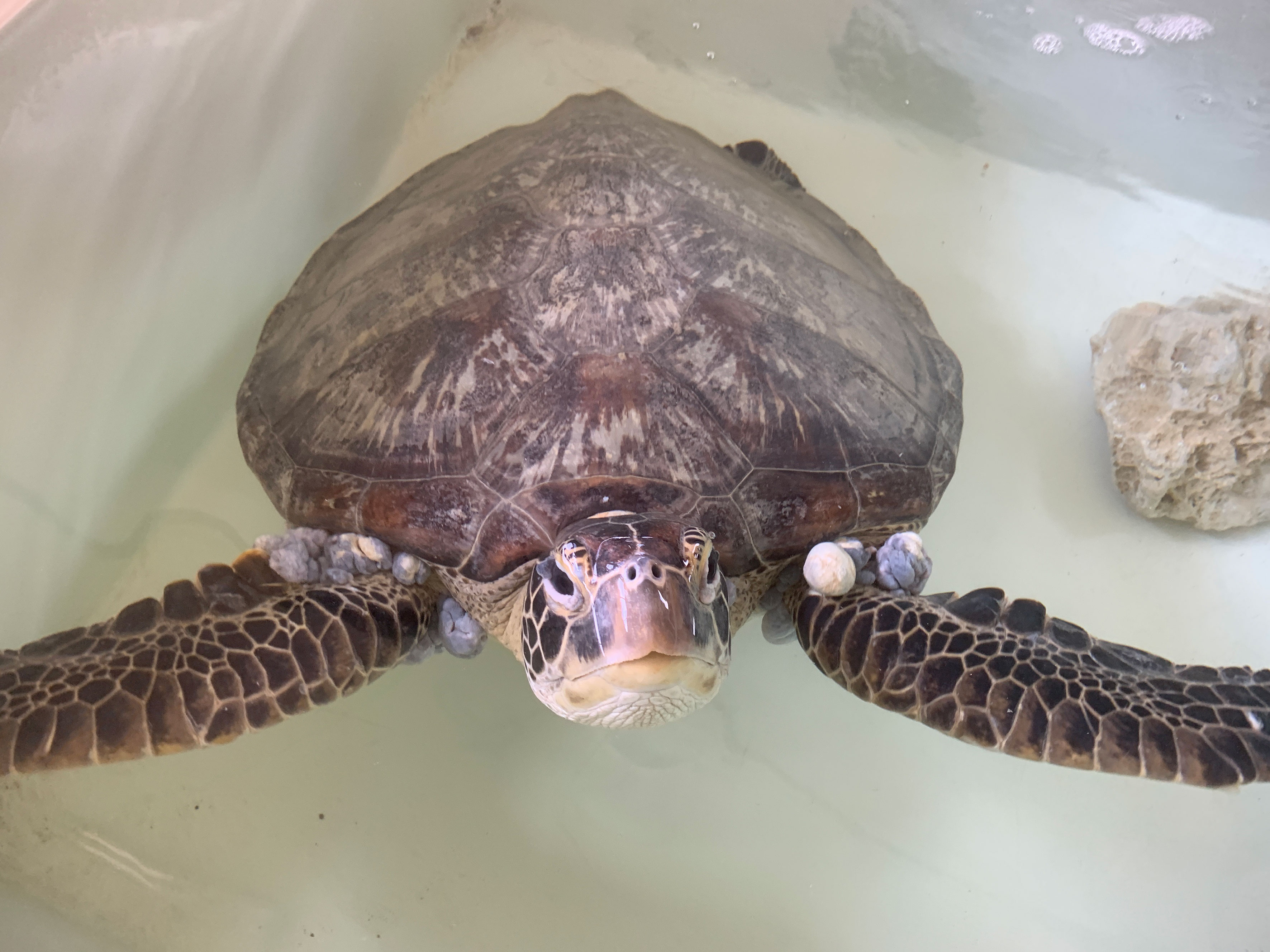Zoo takes in 10 tiny turtles at conservation lab